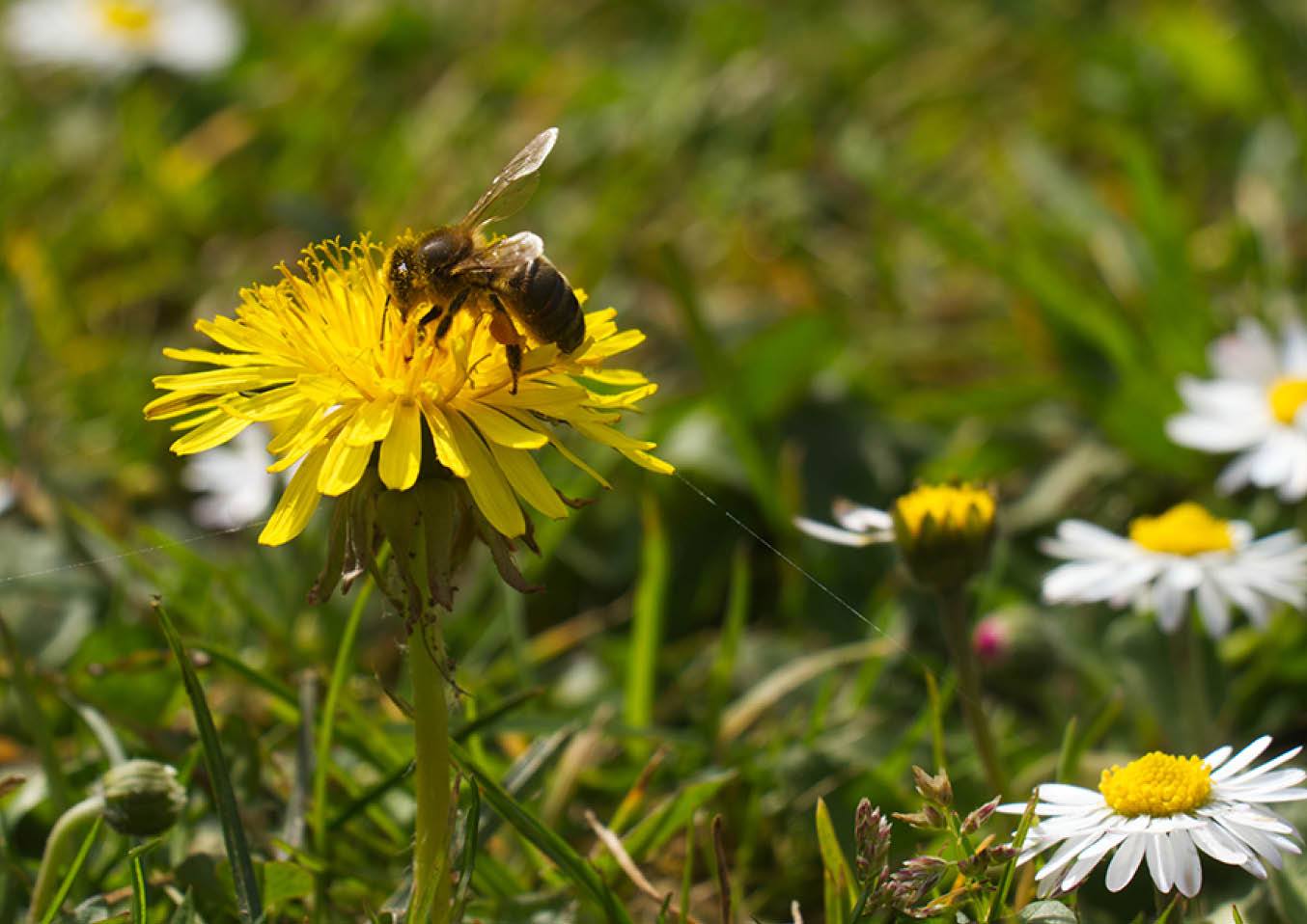 Bee on Flowers 