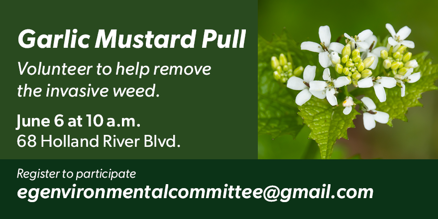 Garlic mustard pull event poster Garlic mustard pull event poster
