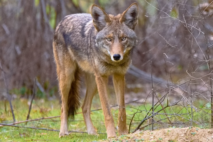 Coyote in woods