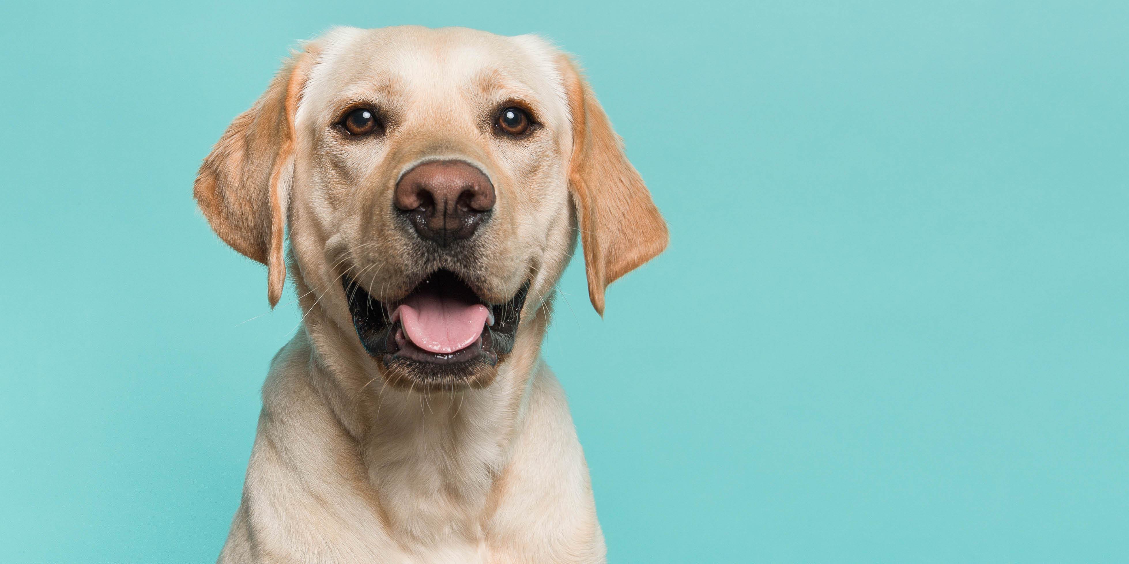 dog on blue background