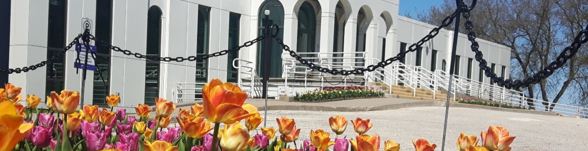 Garden of tulips in front of the East Gwillimbury Civic Centre