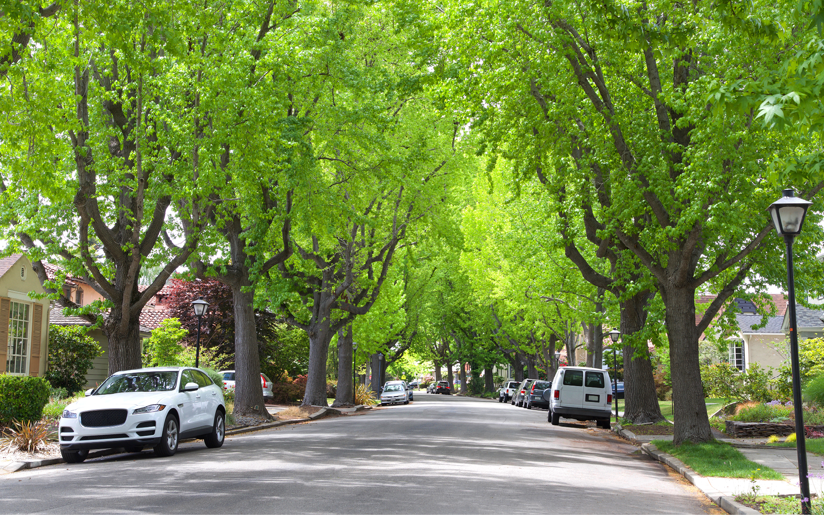 Cars parked on the street