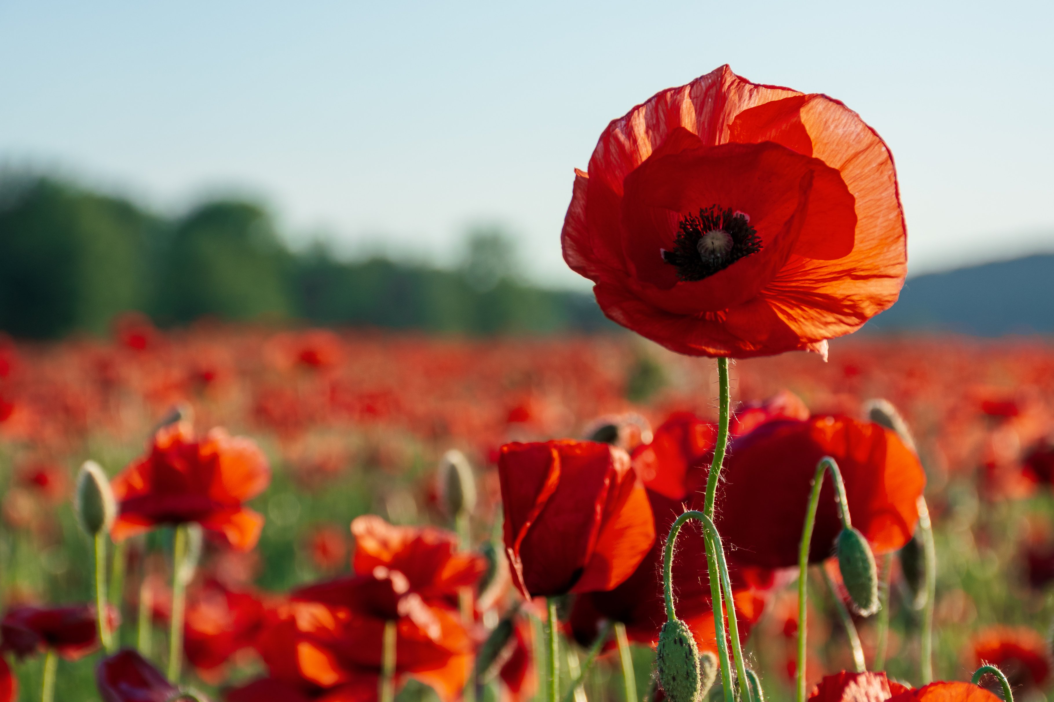 Poppies in field