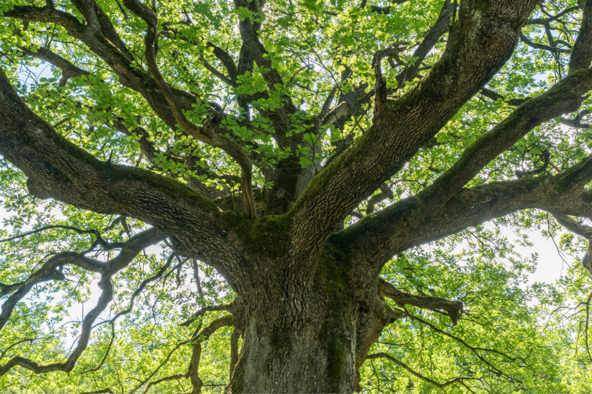 Mature tree