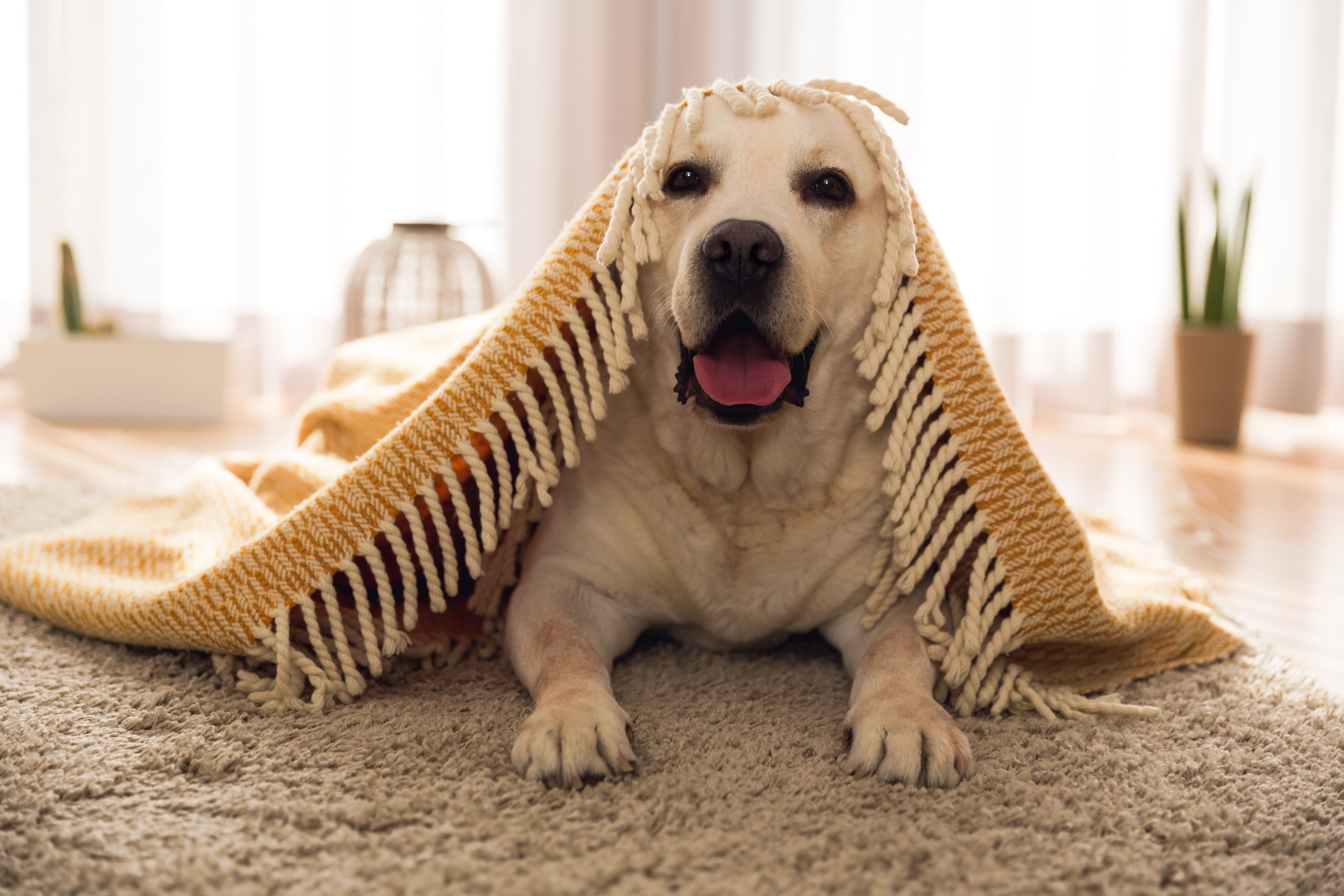 Dog inside house smiling