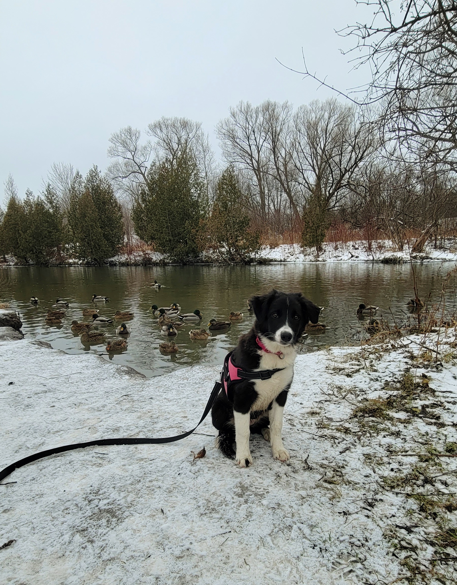 Small black and white dog sitting near a pond