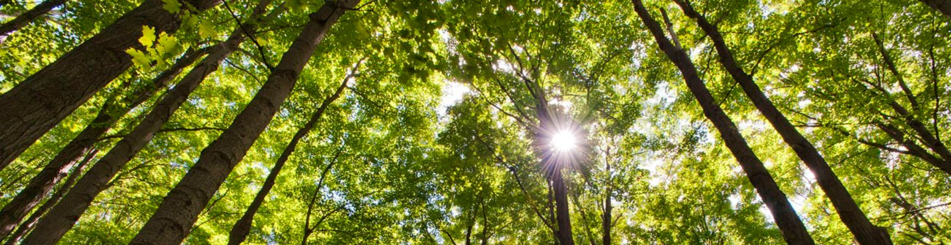 Sun shining through tops of trees