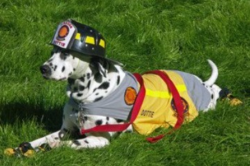 Dog wearing fire gear