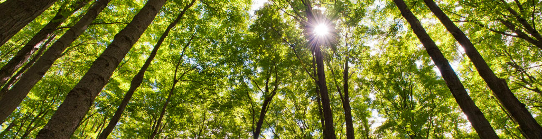 Emerald Ash Borer