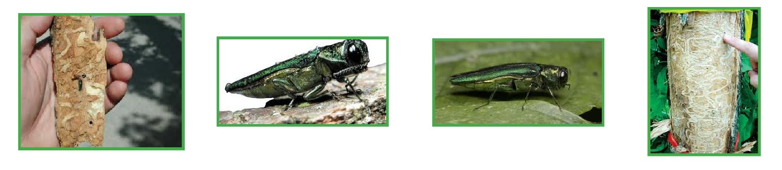 Pictures of the Emerald Ash Borer