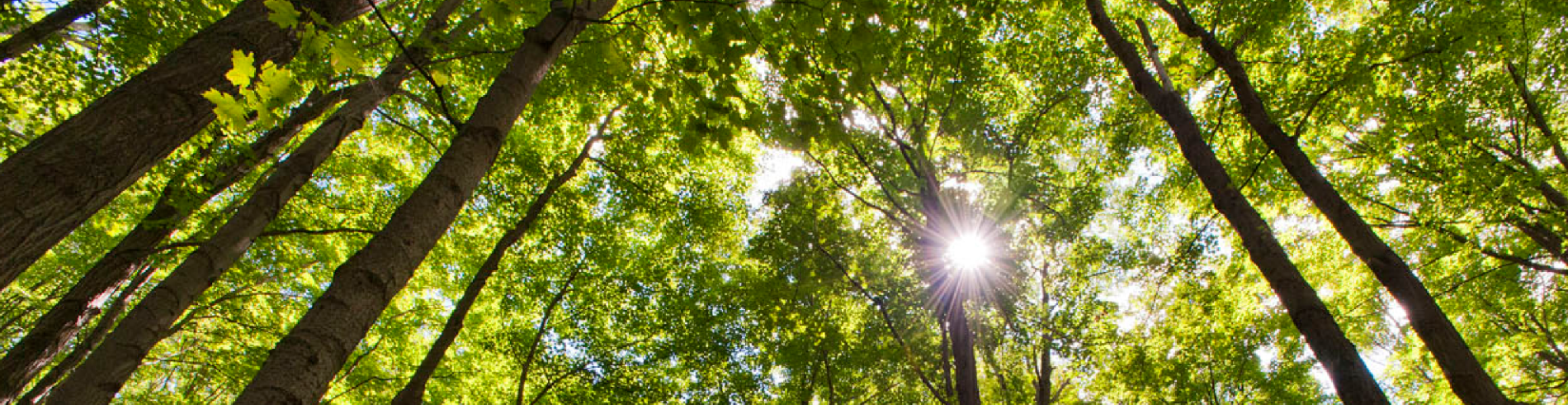 Sun peaking through trees 