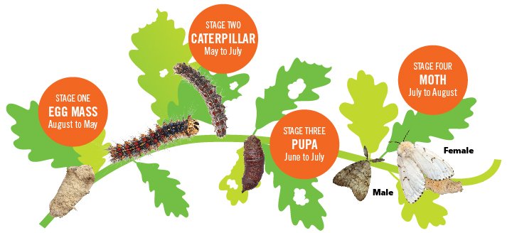 European Gypsy Moth Lifecycle