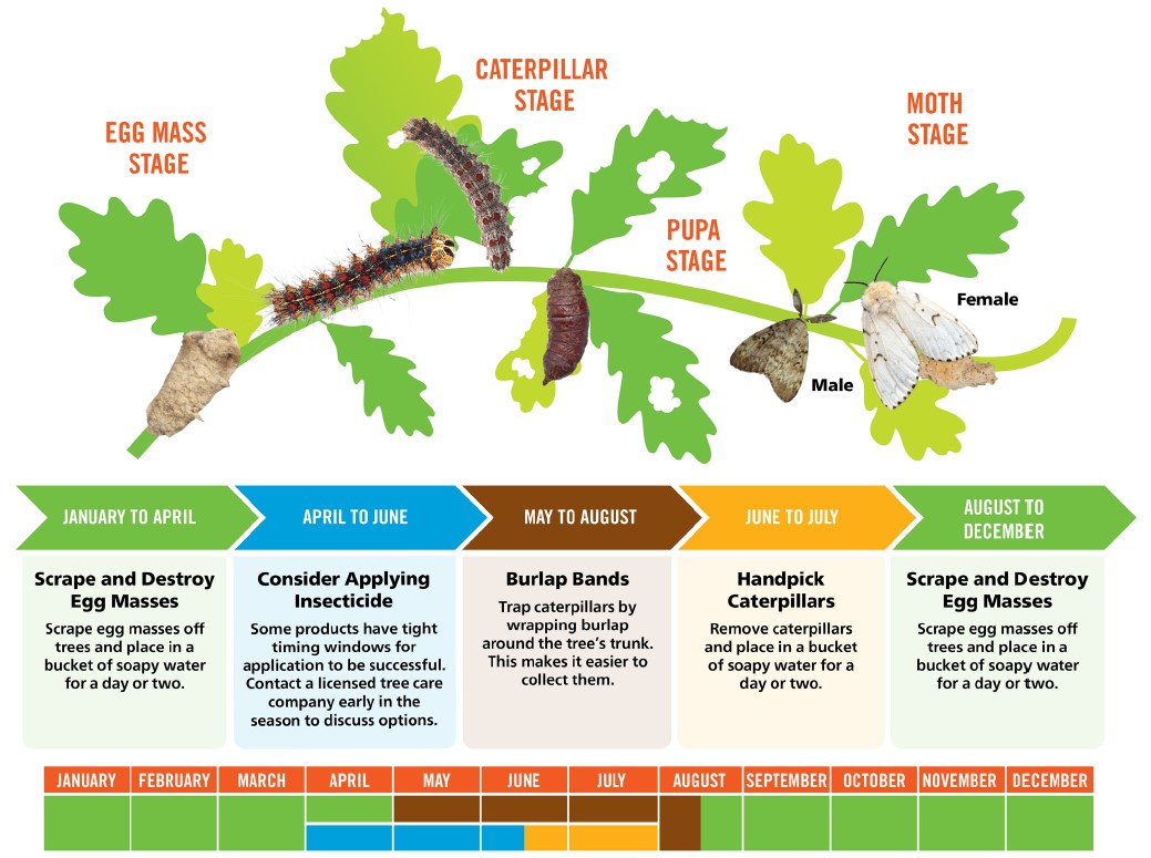 LDD Caterpillar Life Cycle 