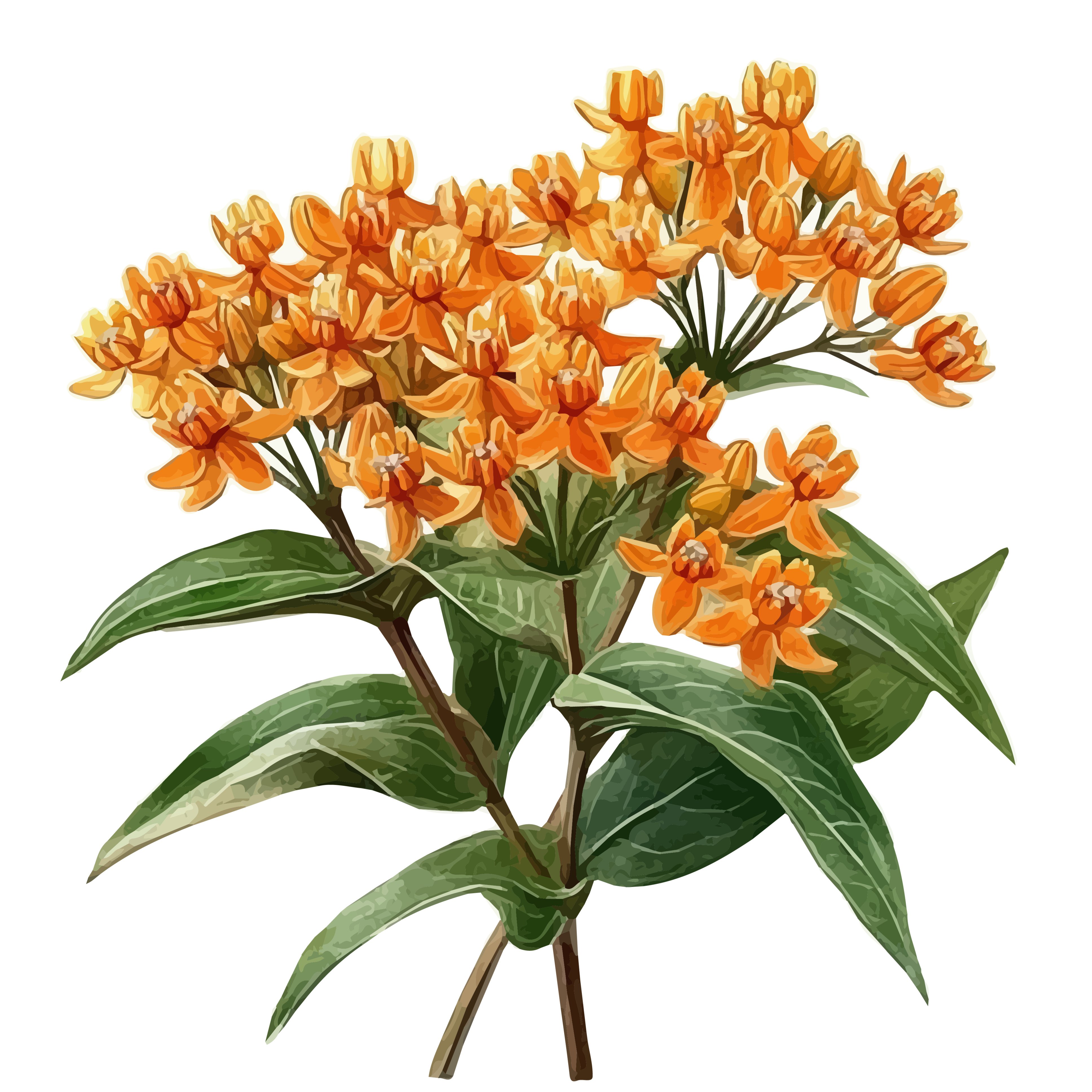 Milkweed flower