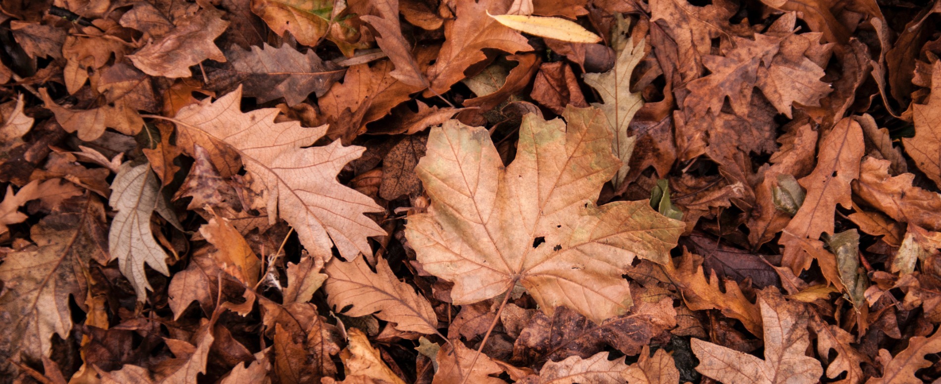 Leaves on the ground