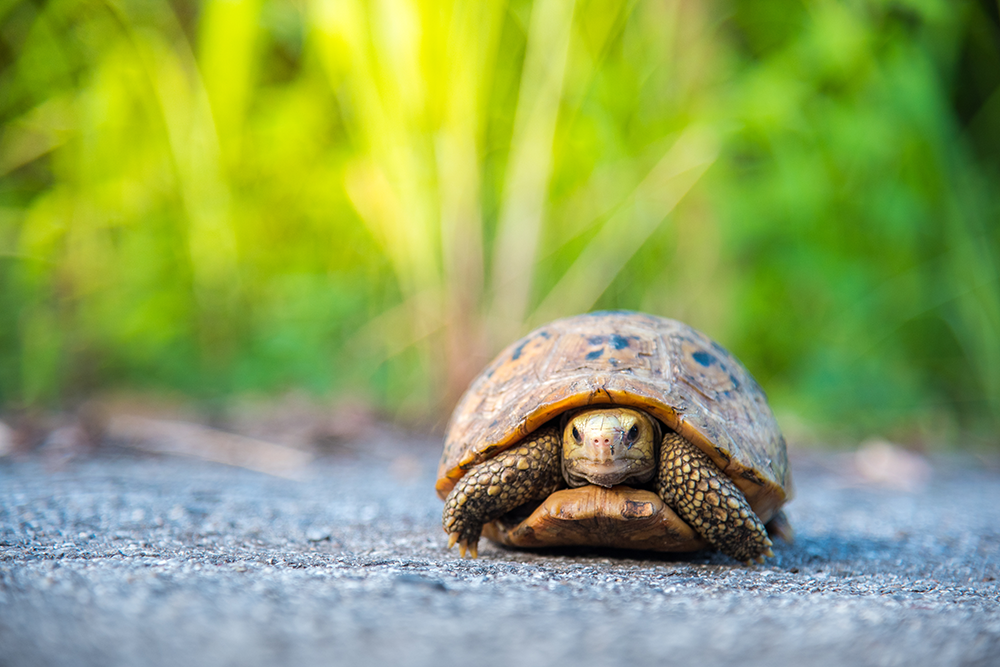 Turtle crossing a road