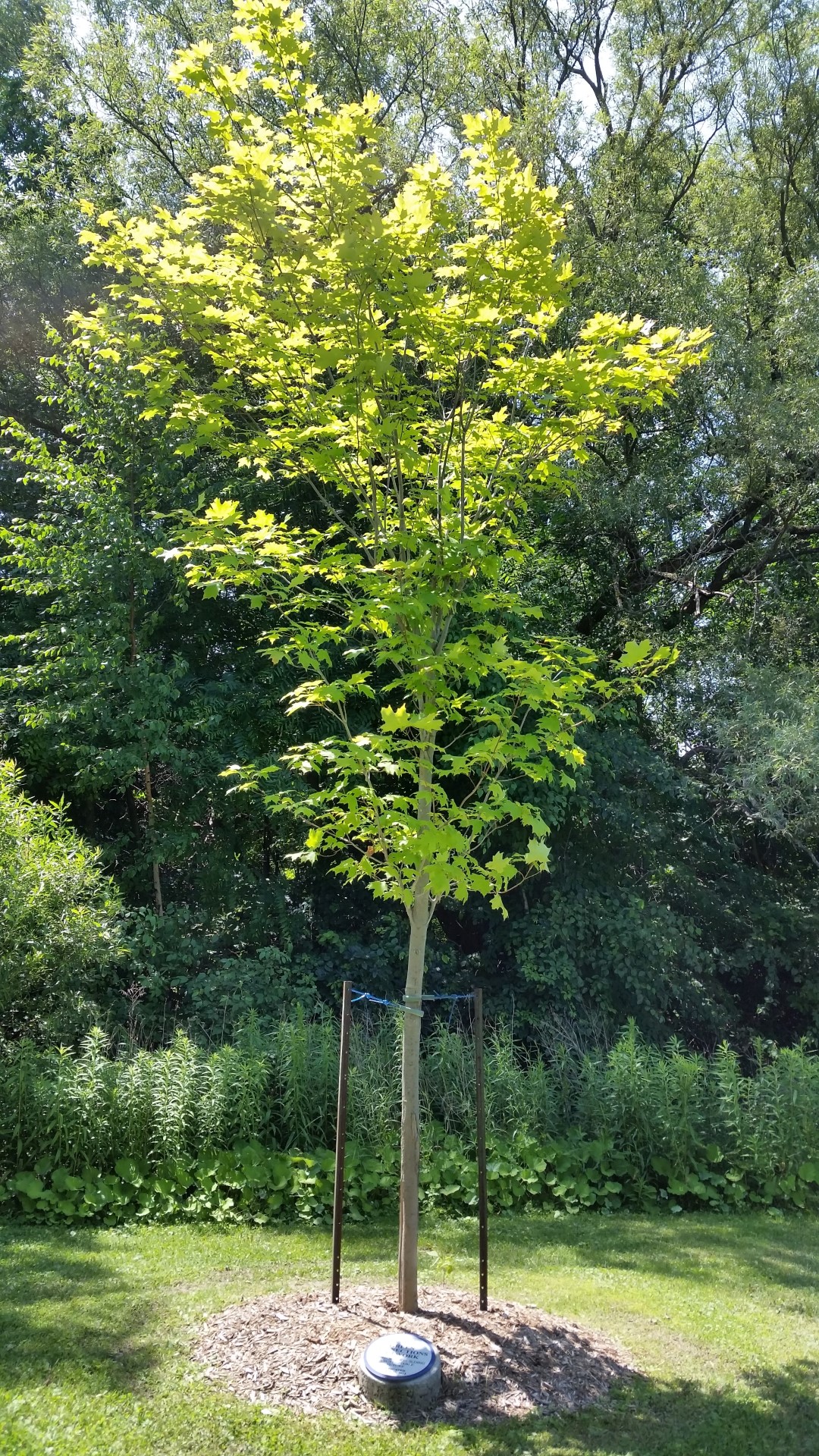 Tree and plaque picture