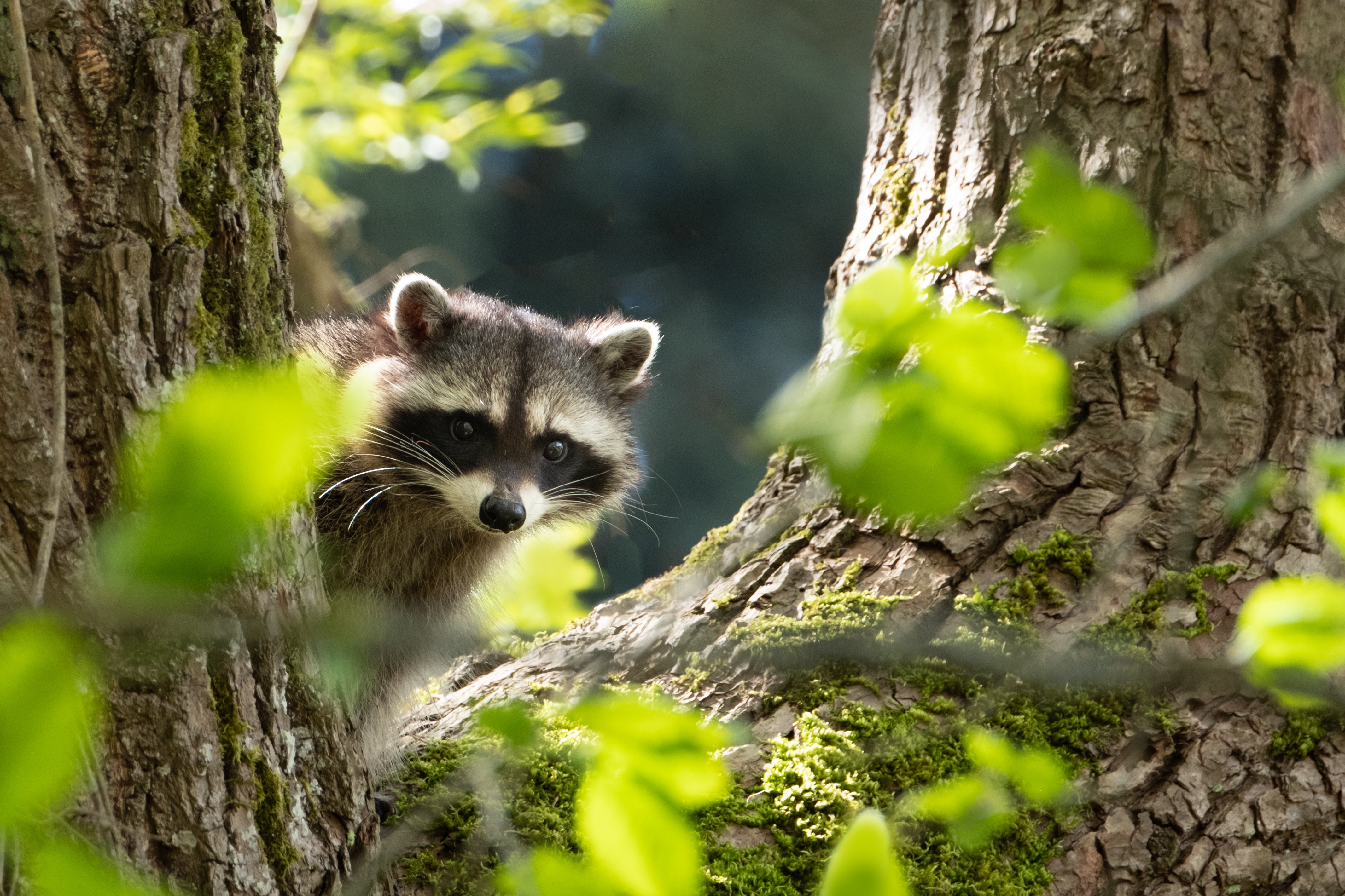 Raccoon behind tree